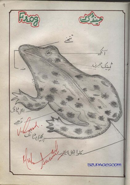 9 Frog (Mainduk Dadu).jpg